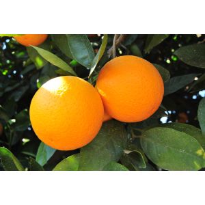 Navel Oranges